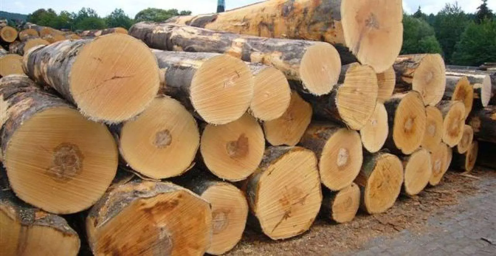 Chiu Liu có mức giá tương đối cao trên thị trường gỗ