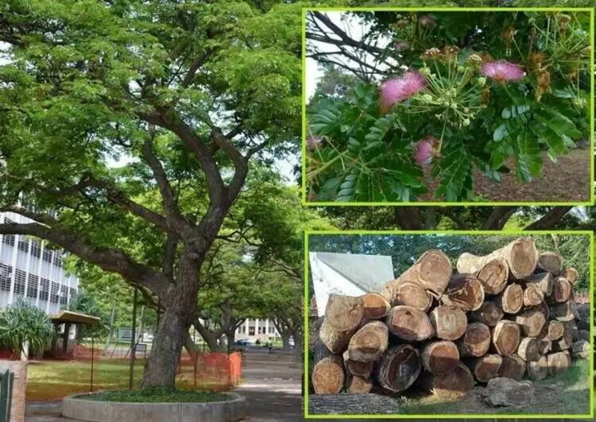 Cây gỗ me tây phát triển và thích nghi tốt với điều kiện khí hậu nhiệt đới gió mùa tại Việt Nam