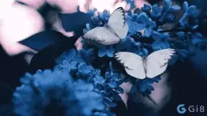 Con bướm