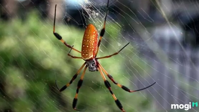 Đặc tính của con nhện