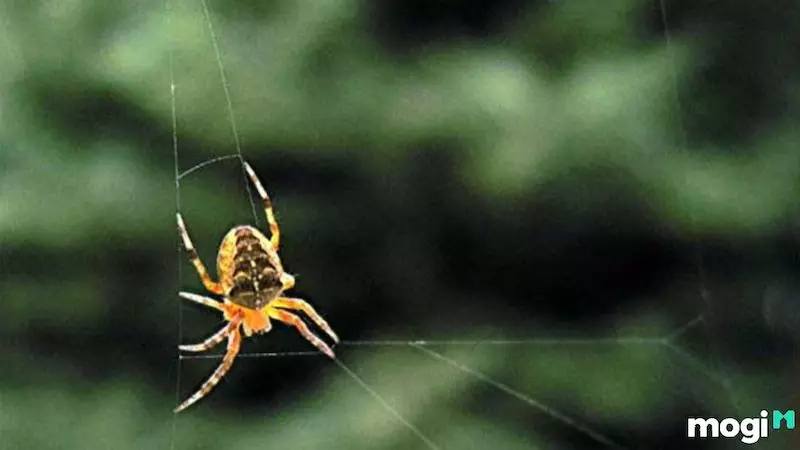 Hiện tượng nhện đẻ con trong nhà